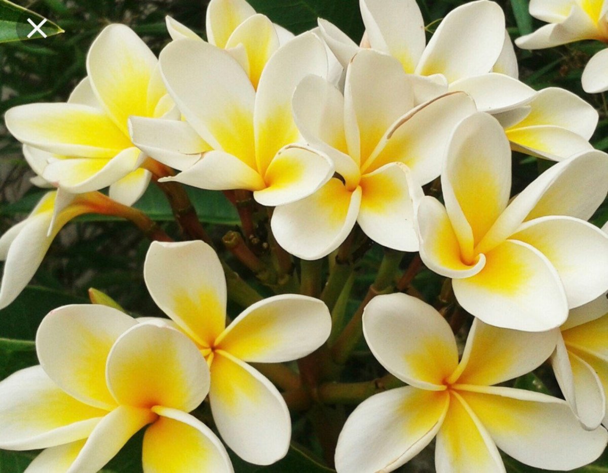 Бело желтые цветы в тайланде