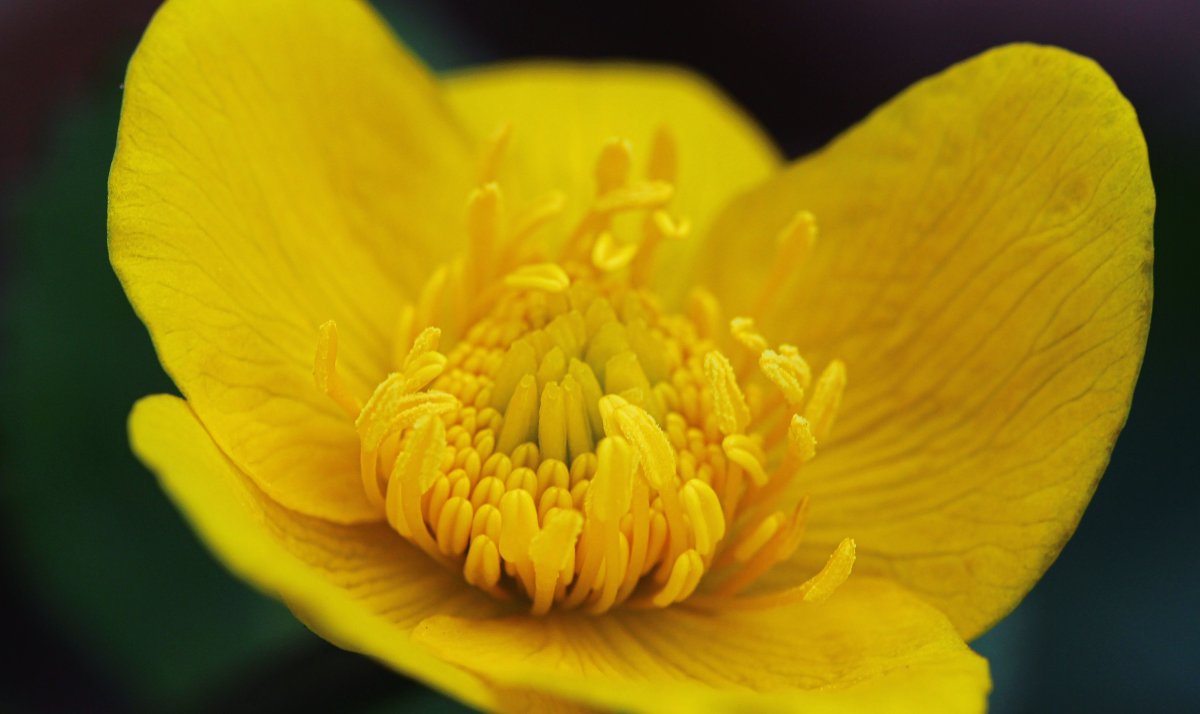 Yellow Waterlily