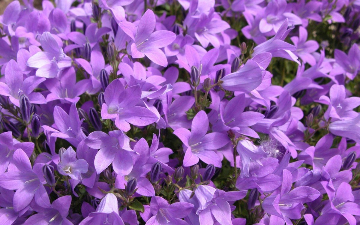 Колокольчик Кампана Lilac