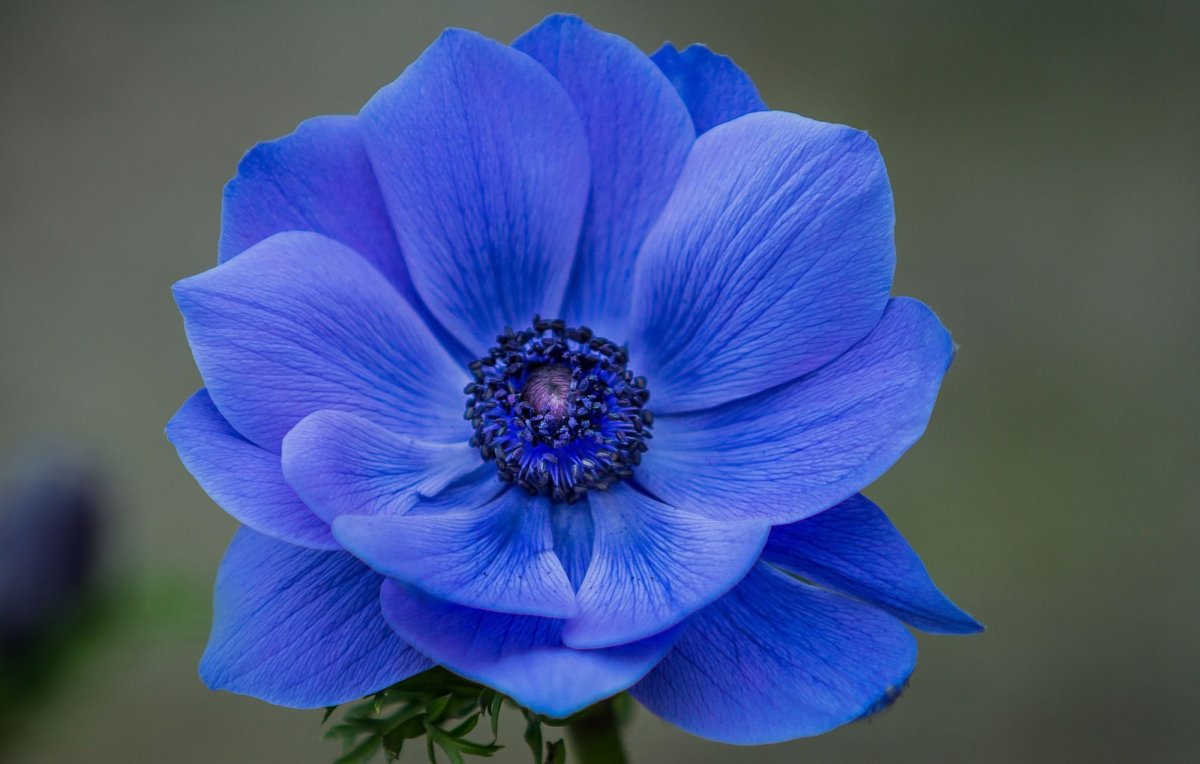 Синие цветы лютики
