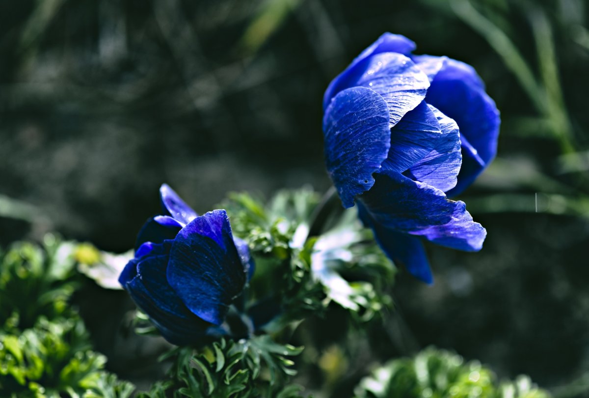 Anemones цветы синие