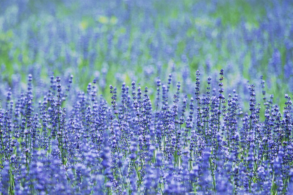 Высокие синие цветы в поле