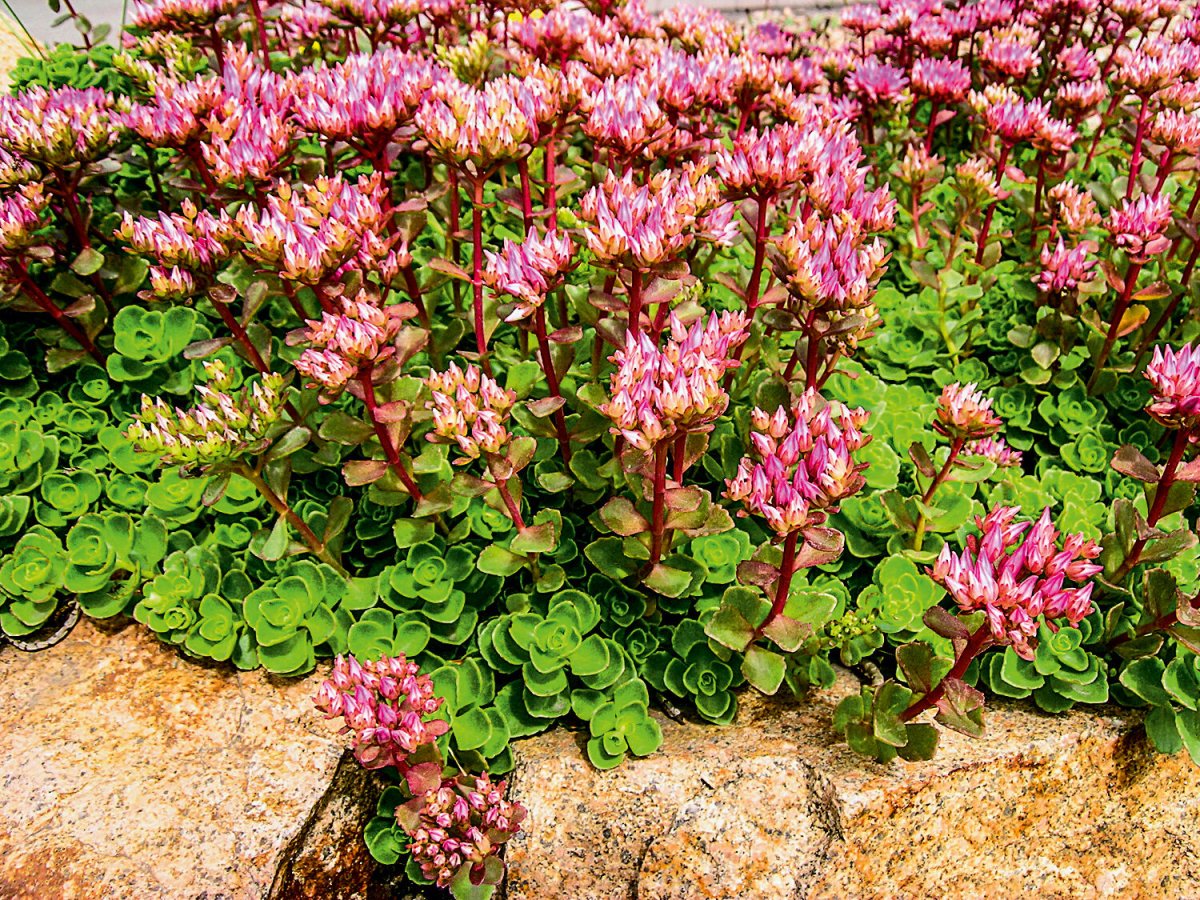 Очиток ложный (Sedum spurium `Roseum`)