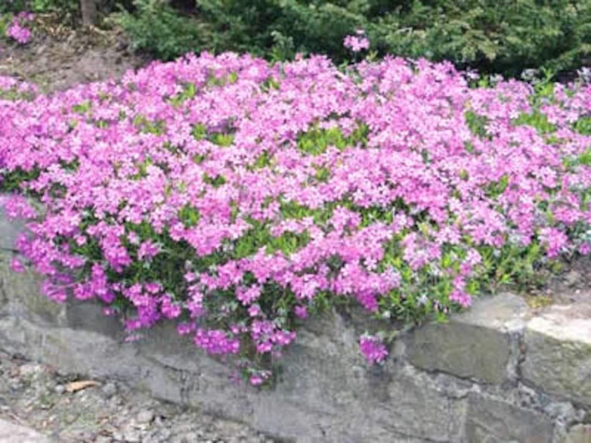 Почвопокровные розовые мелкие цветы