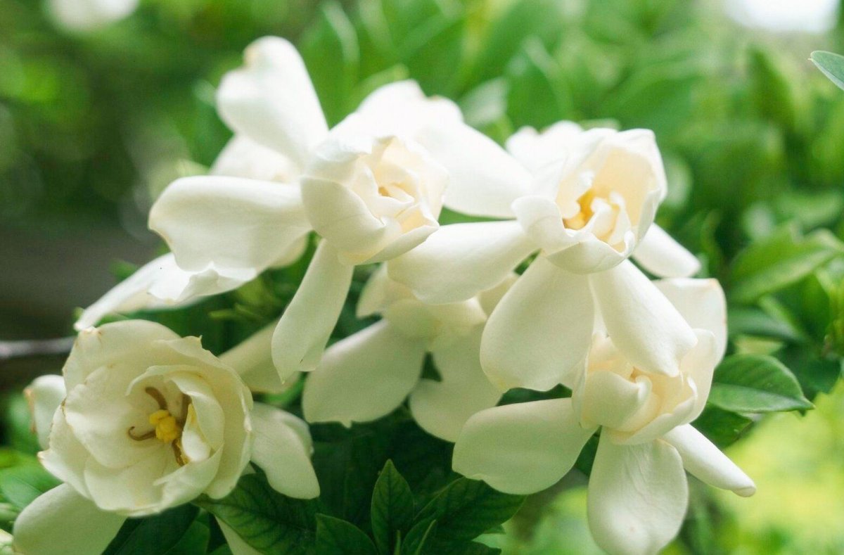 Белые душистые цветы