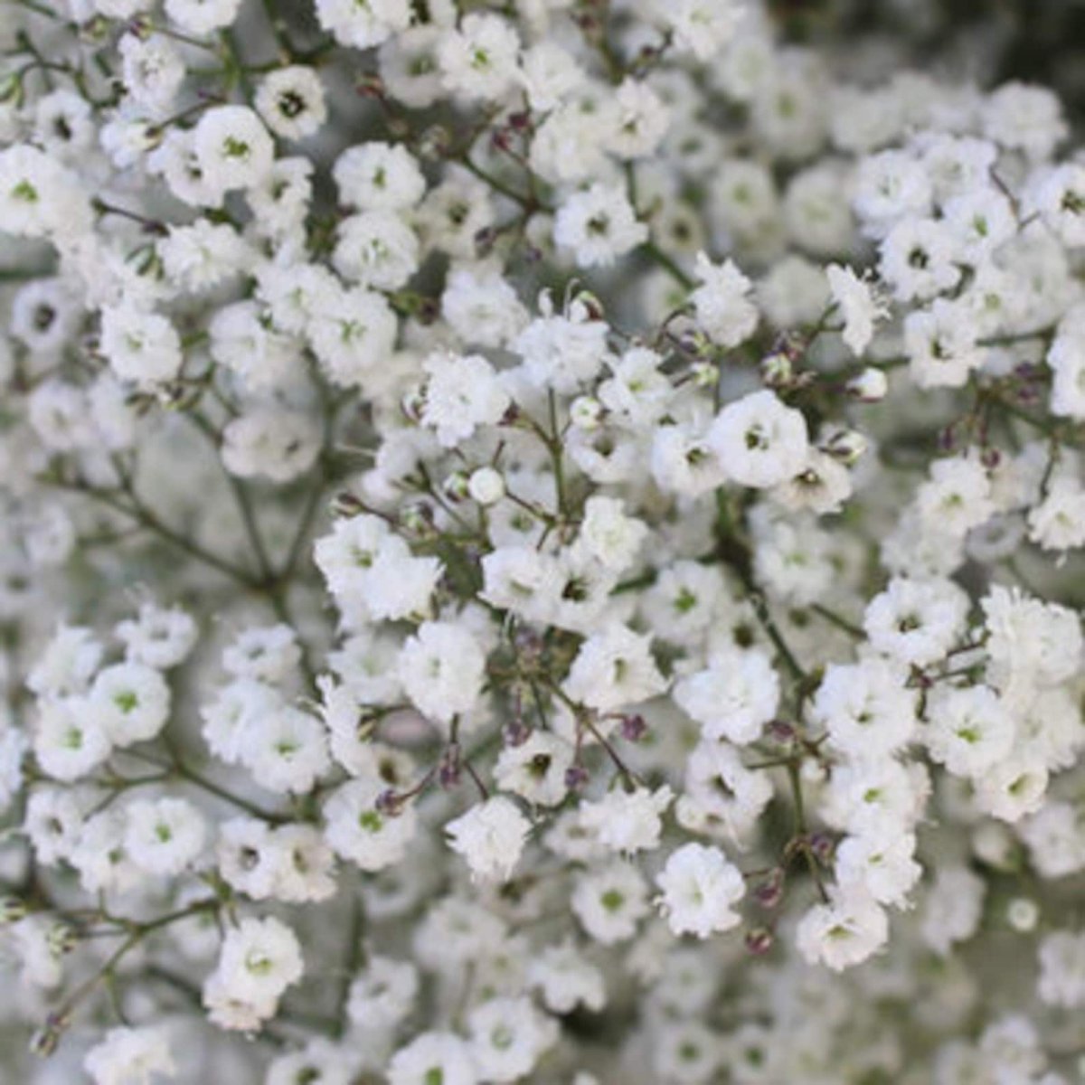 Baby's Breath цветок