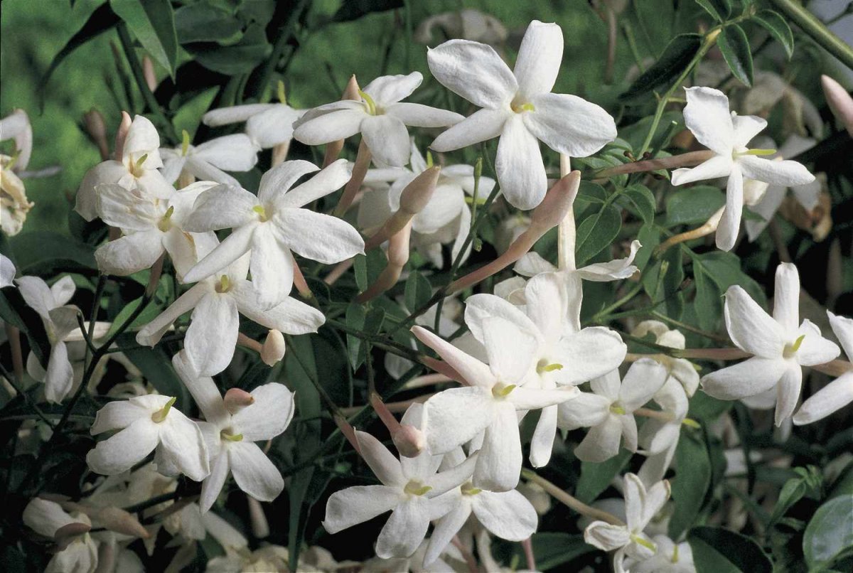 Jasminum grandiflorum