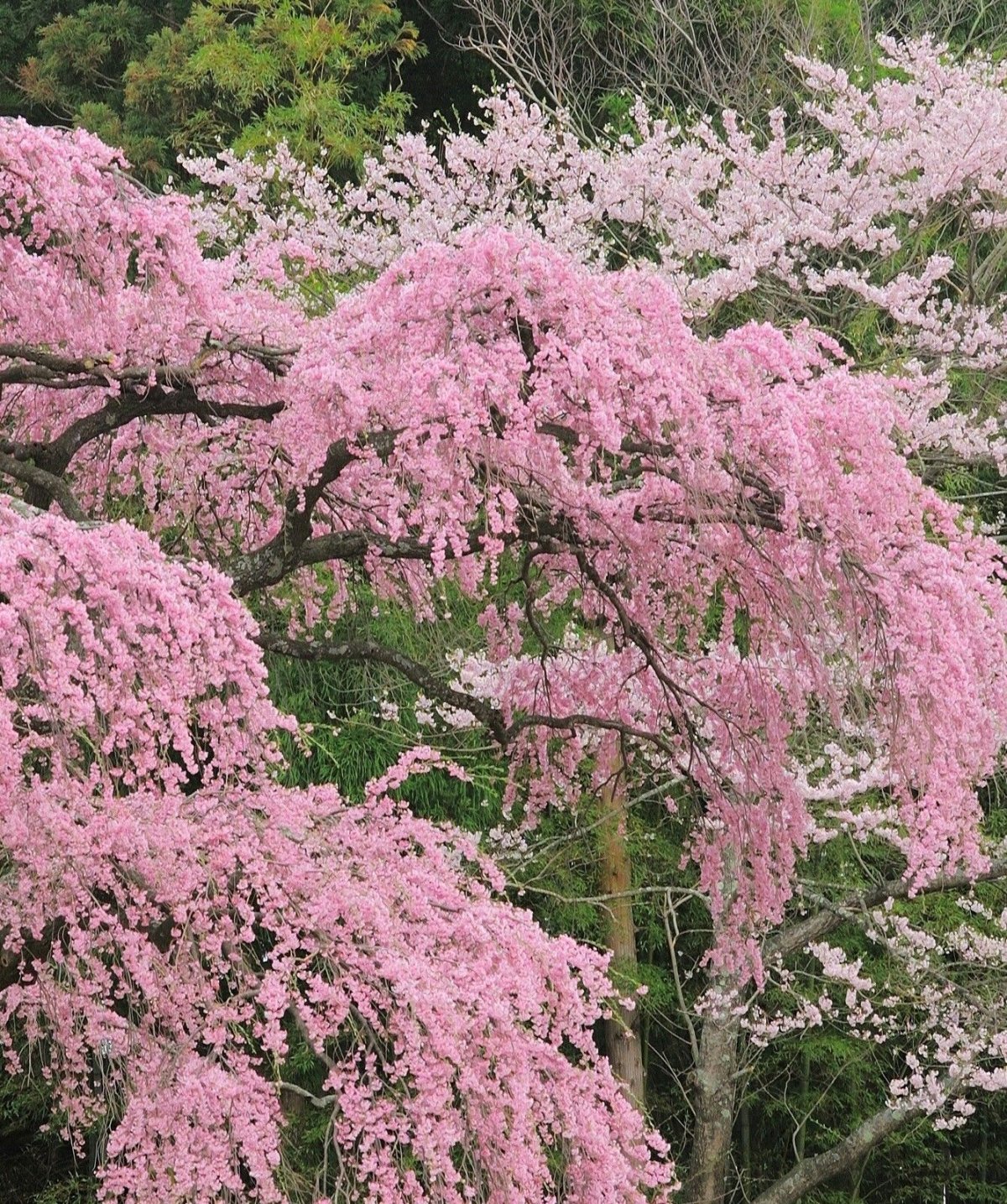 Японский кустарник с розовыми цветами