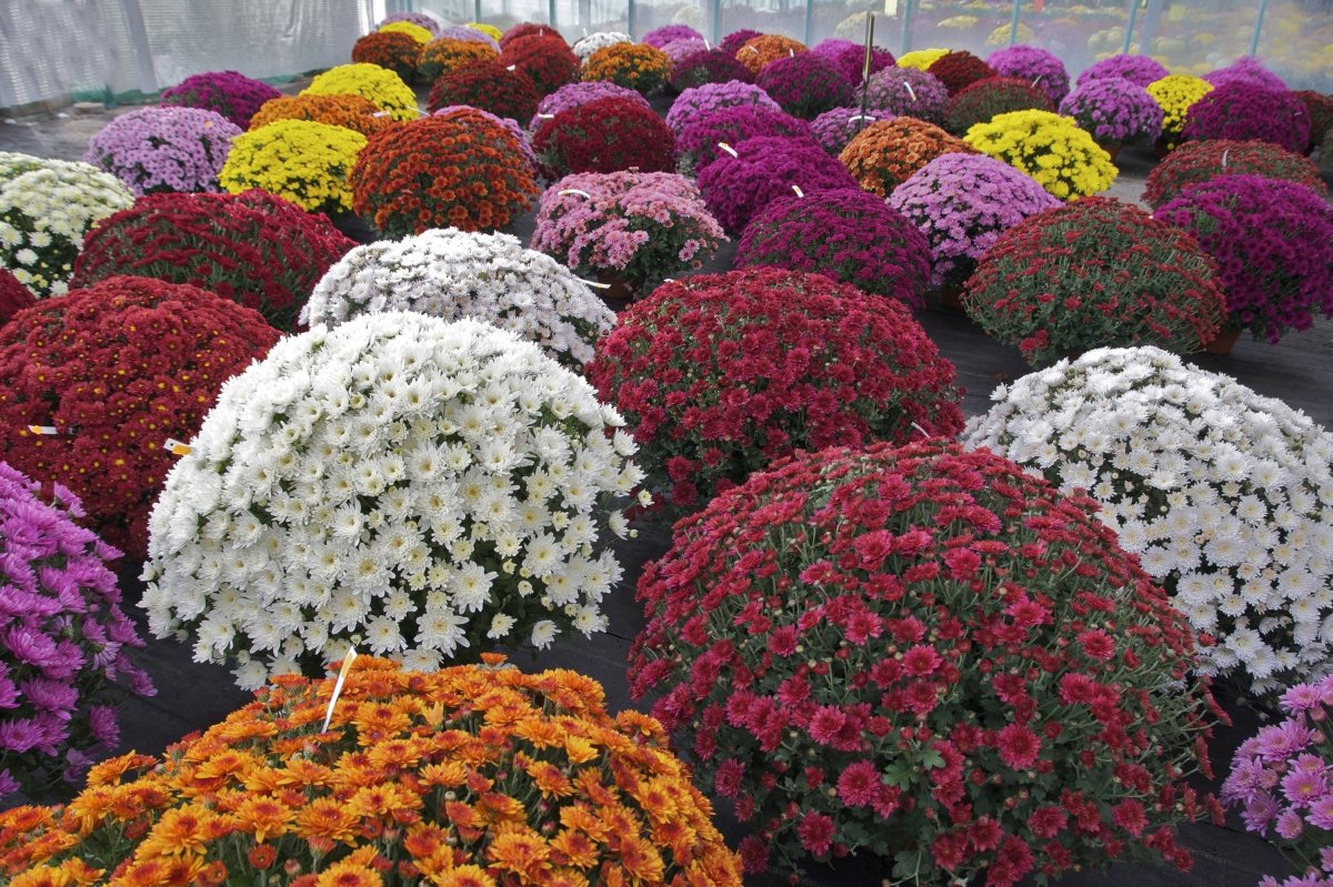 Хризантема мультифлора