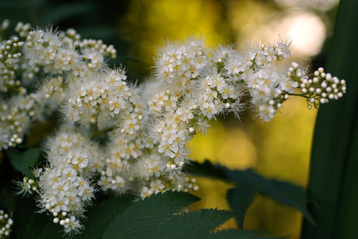 Spiraea trichocarpa