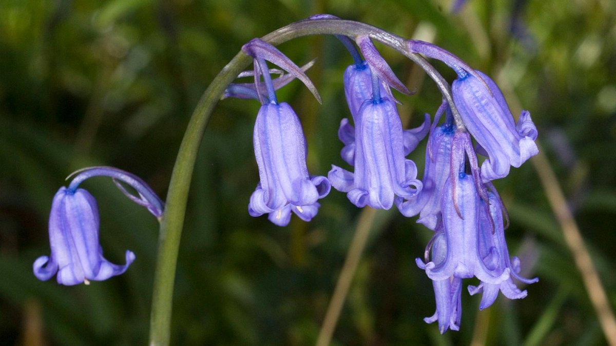 Bluebell Flower