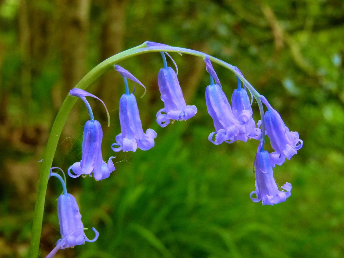 Bluebell Flower