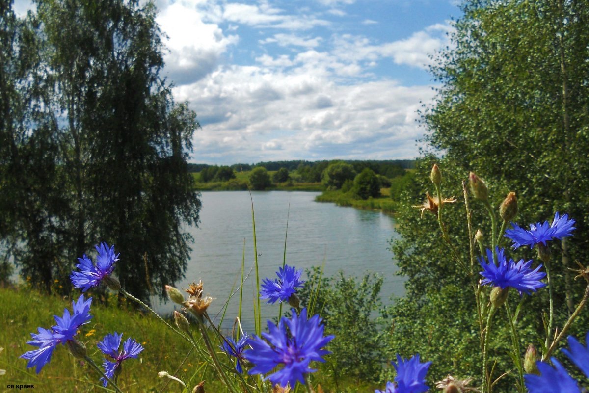 Васильки Сергея Краева