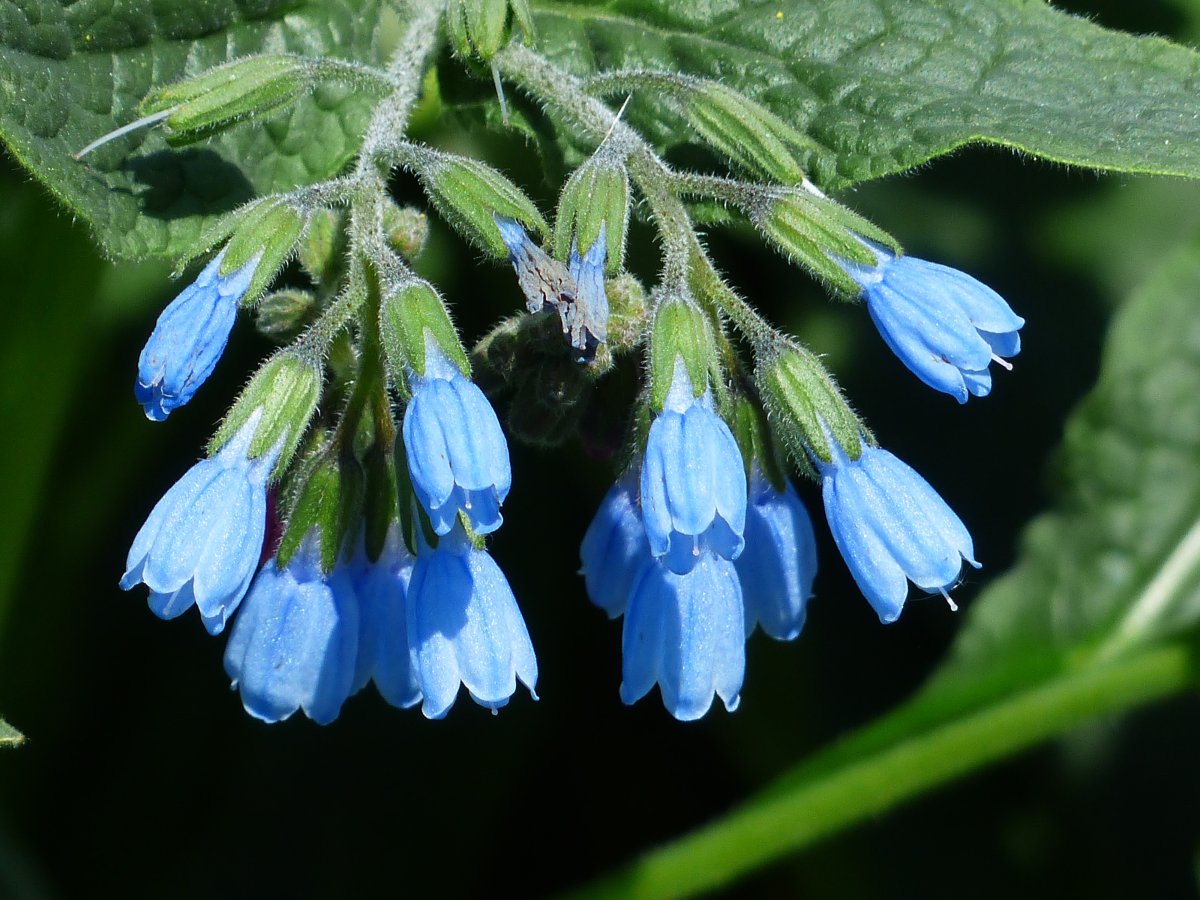 Окопник (Symphytum)
