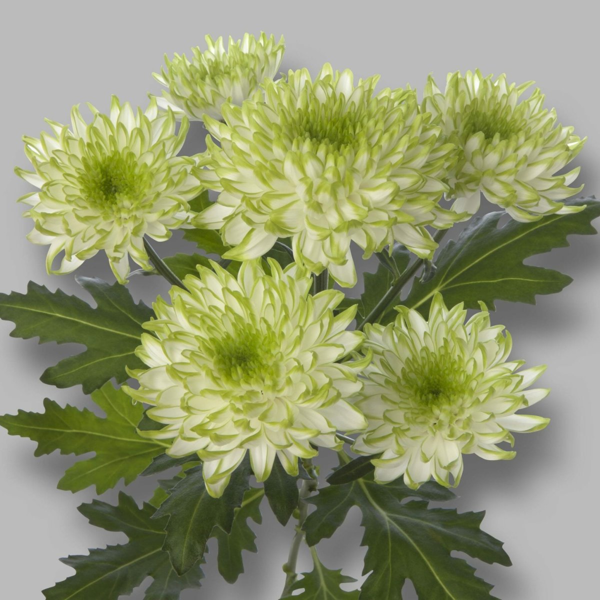 Хризантема Zembla Lime