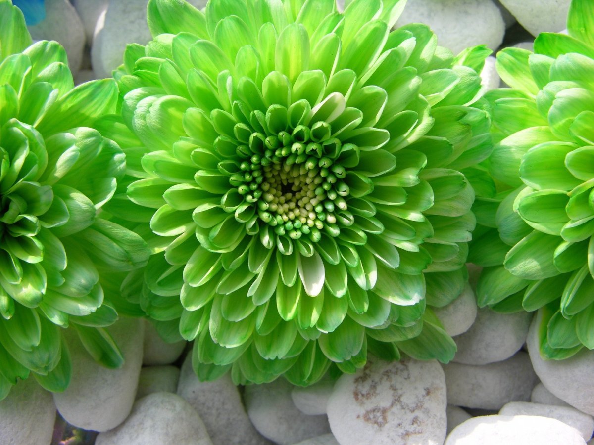 Хризантема Jade Green
