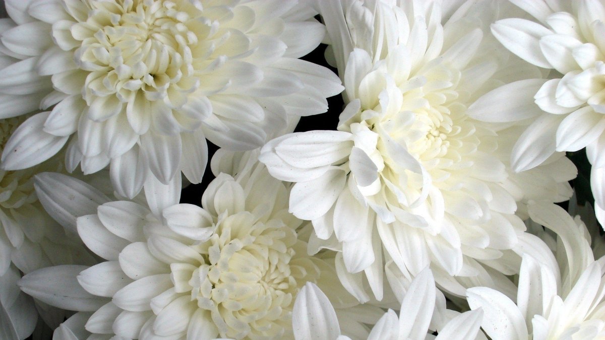 Хризантема Bislet White