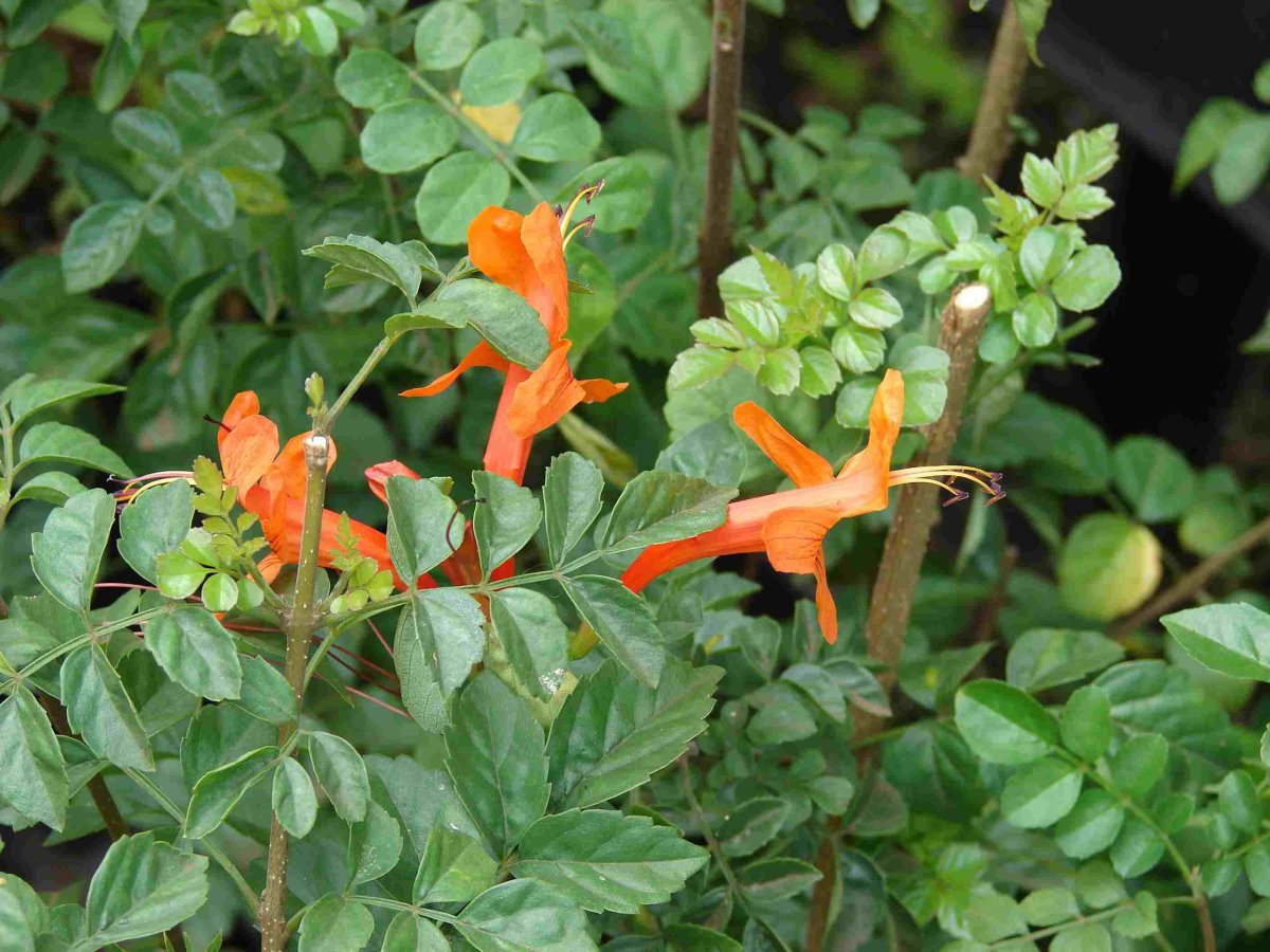Текома.Tecomaria capensis.