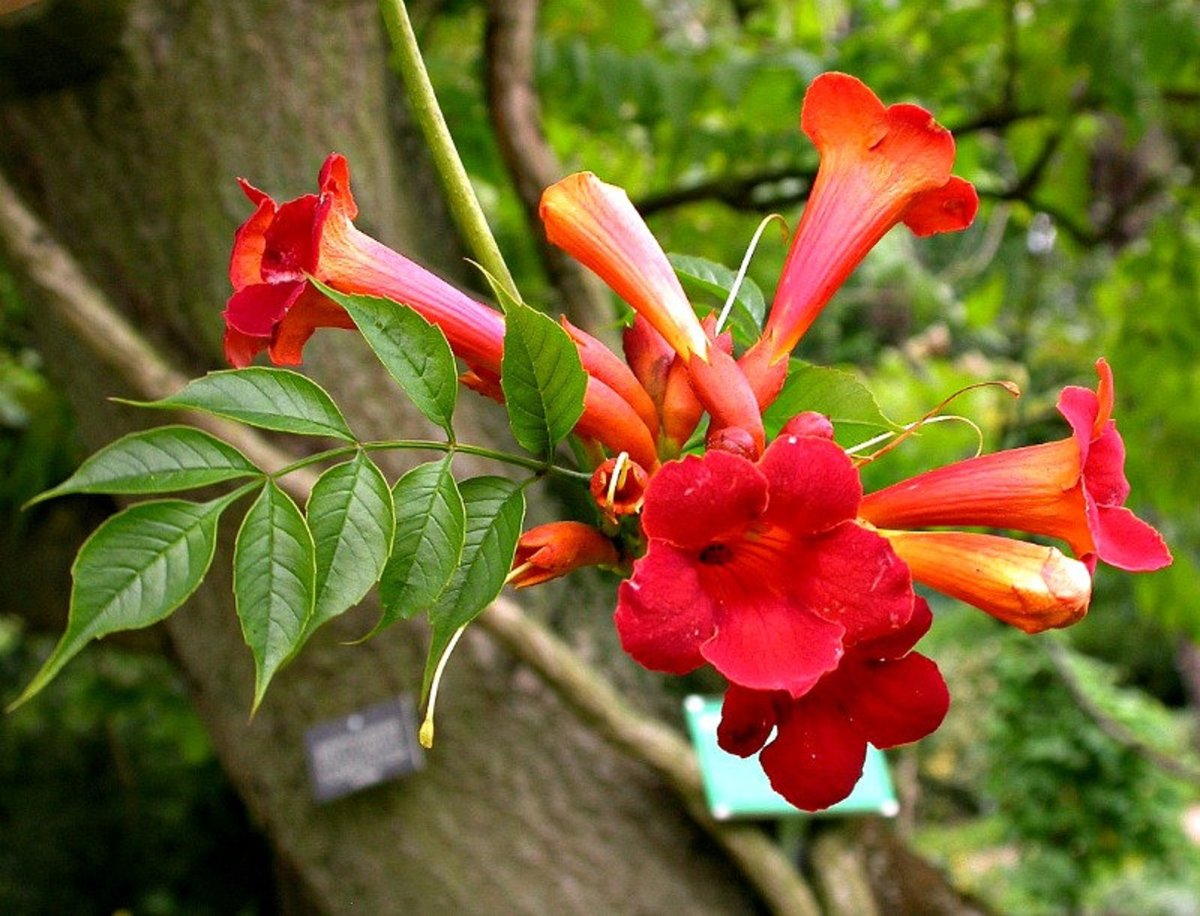 Campsis radicans (кампсис)