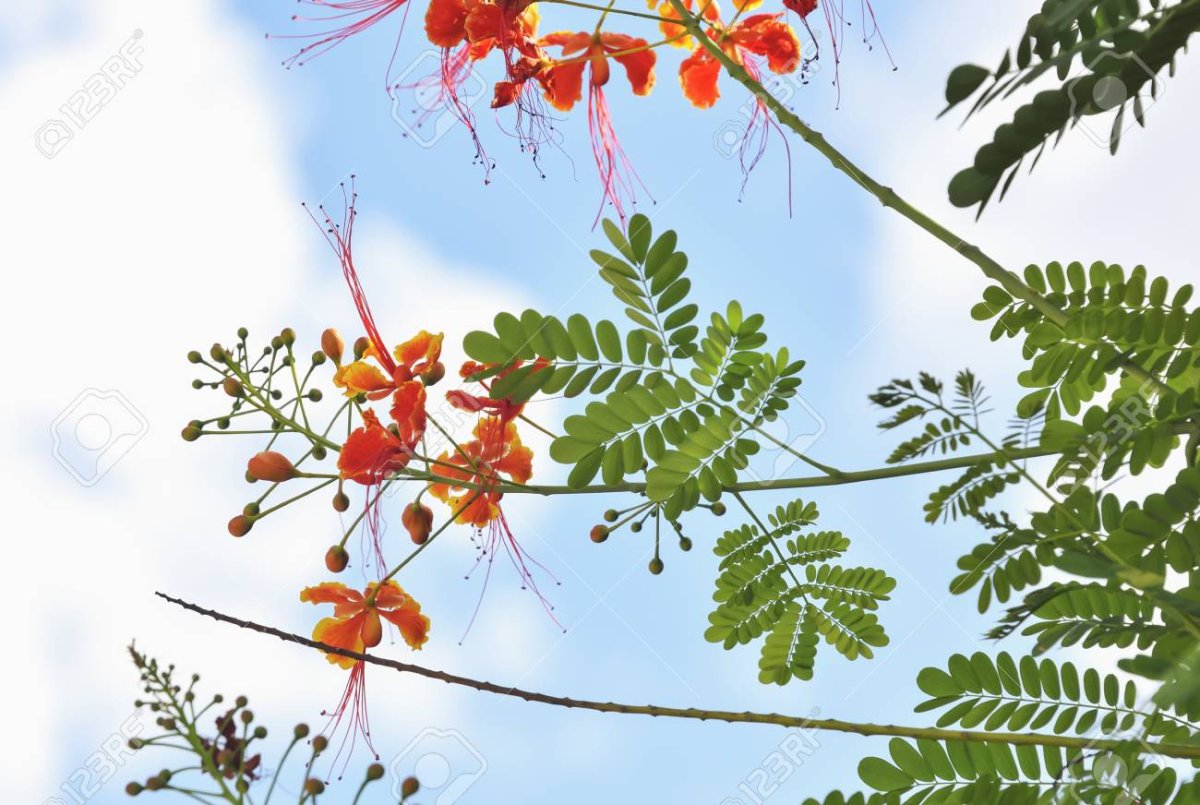 Плодов мыльной акации Acacia concinna