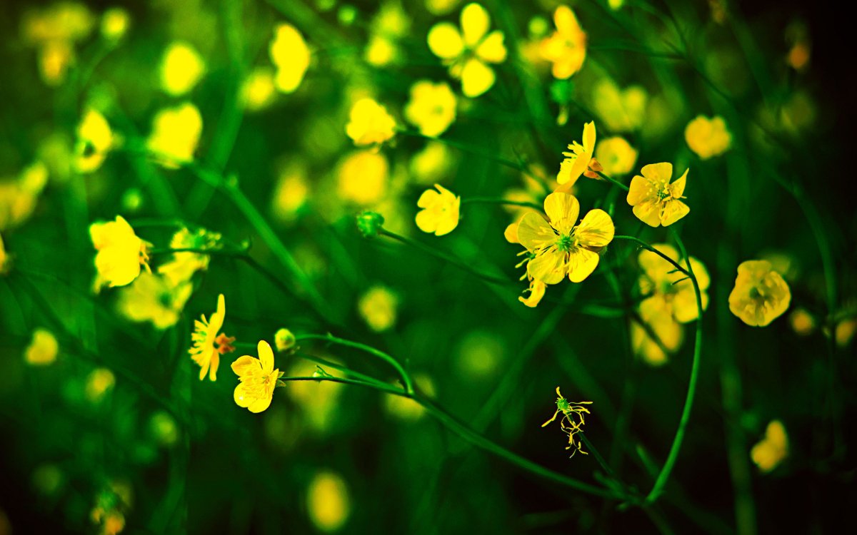 Трава с желтыми мелкими цветами