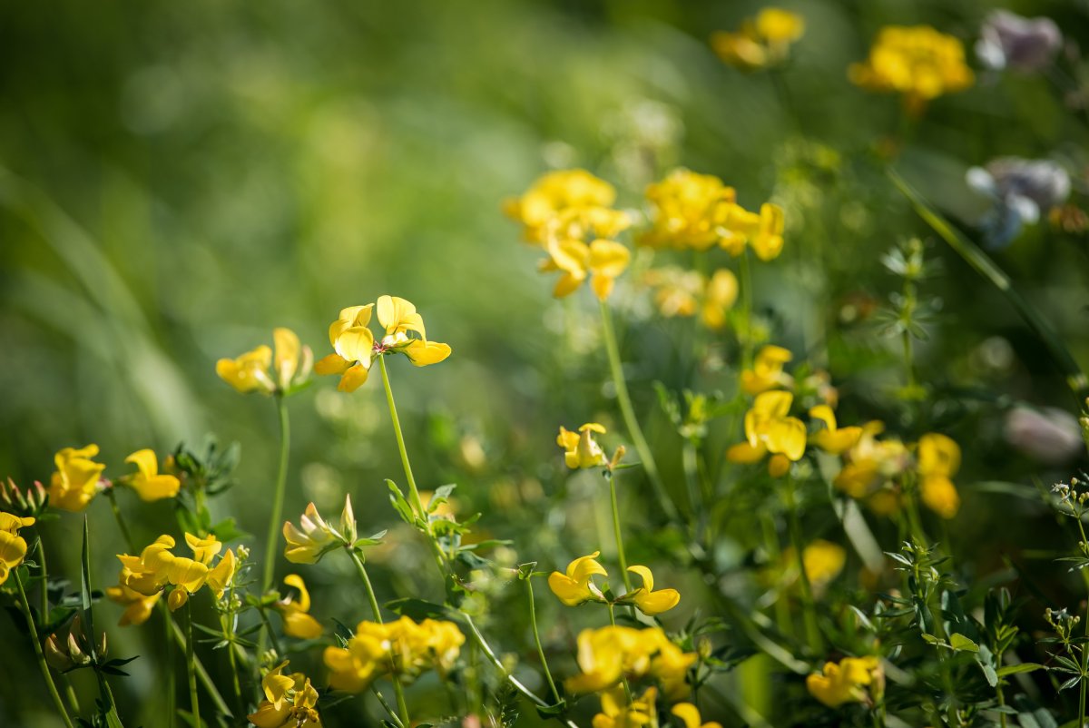 Лядвенец рогатый (Lotus corniculatus l.)