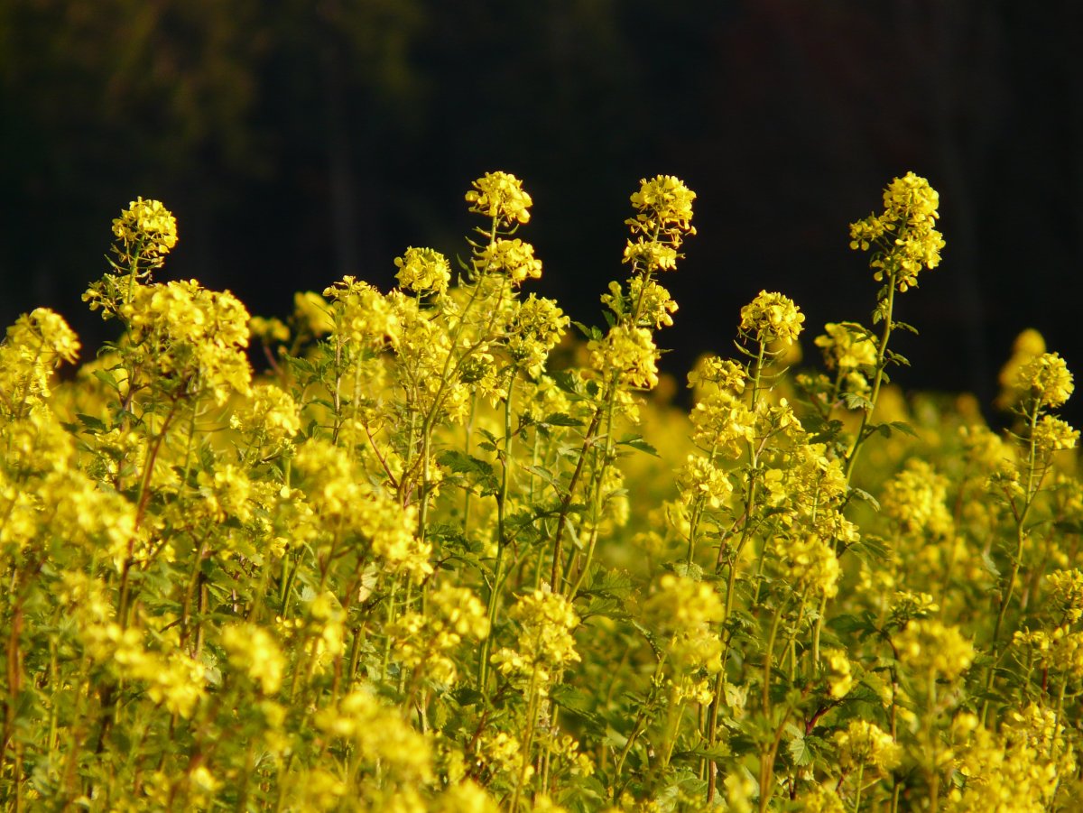 Brassica Campestris (rapeseed) Seed Oil