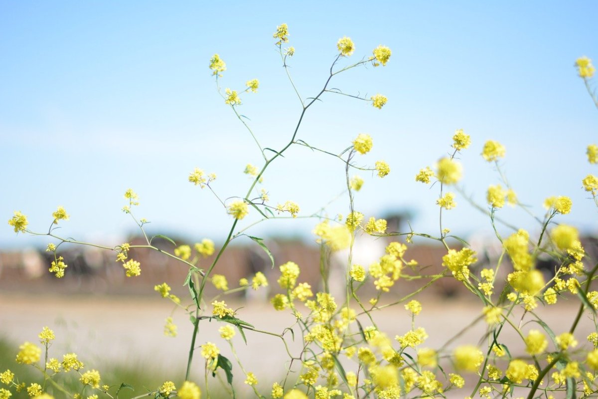 Yellow Sunshine