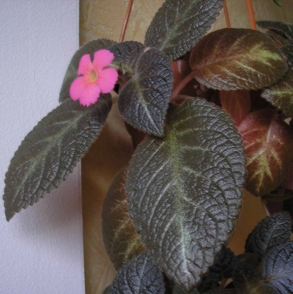 Эписция Pinkiscia