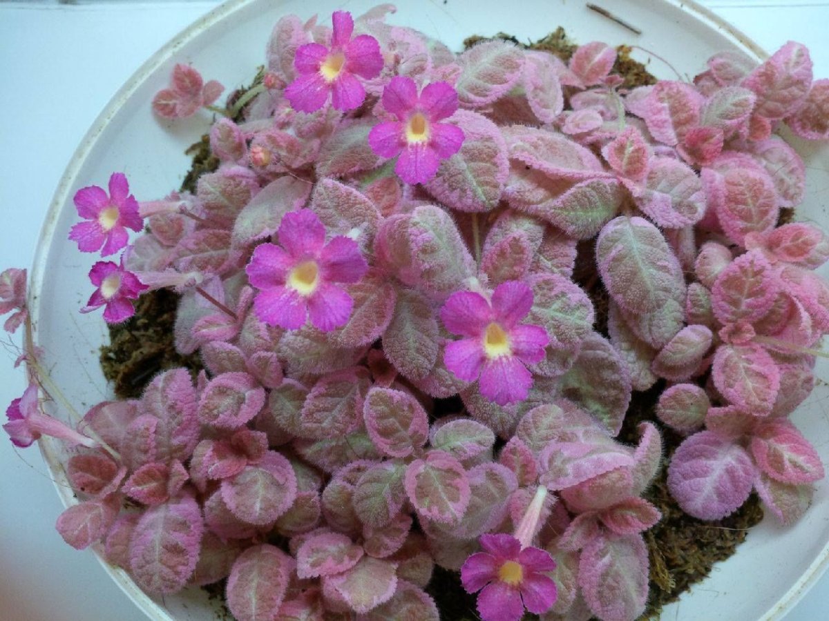 Эписция Bethlehem Pink