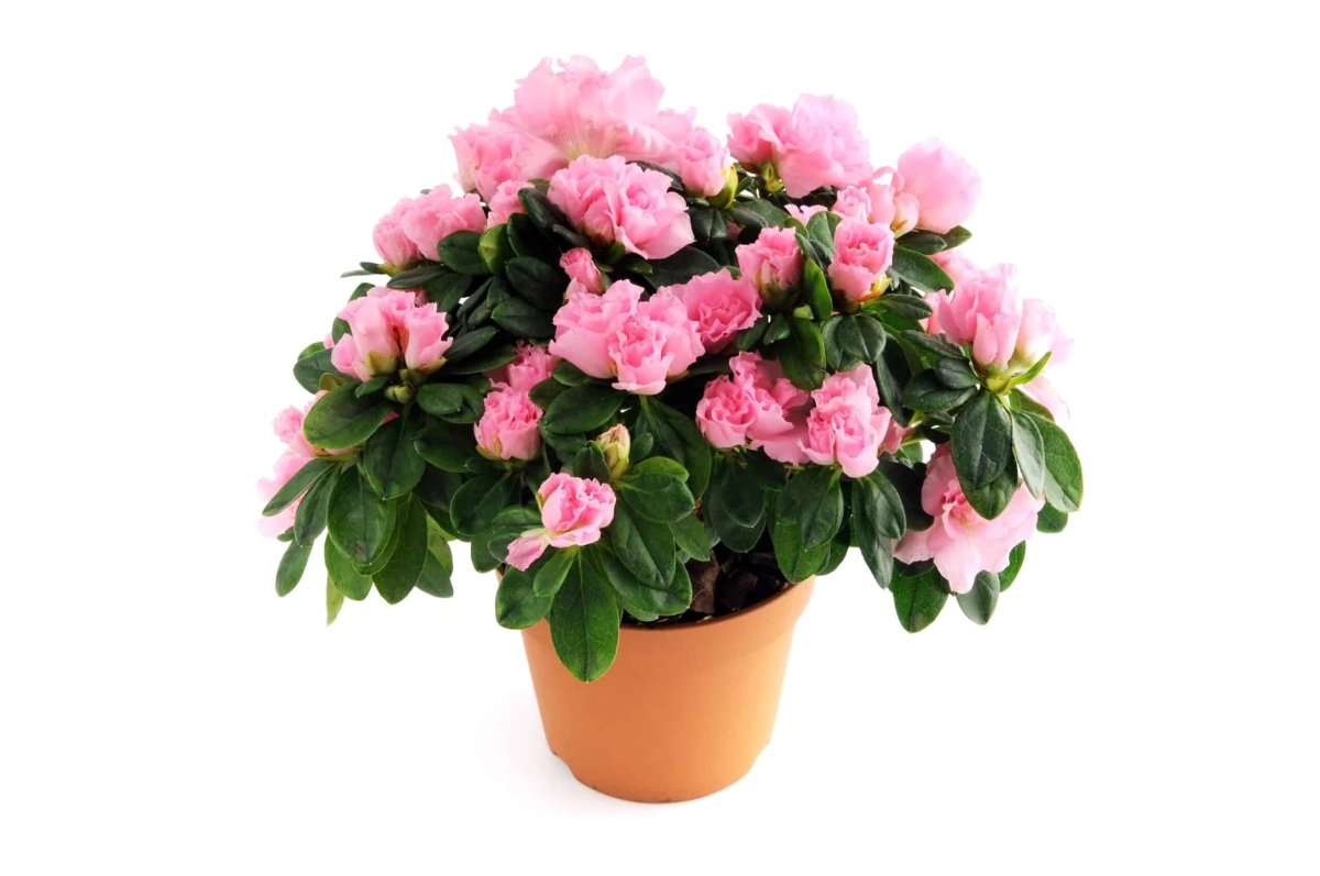 Азалия Айко Pink