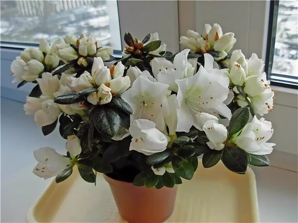 Азалия рододендрон белая комнатная