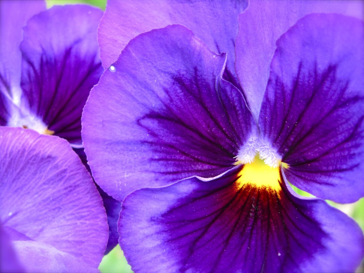 Purple Vibe