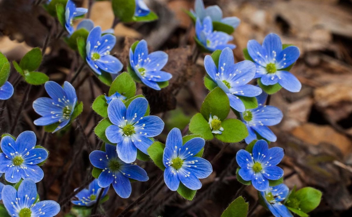 Цветы весенние синего цвета