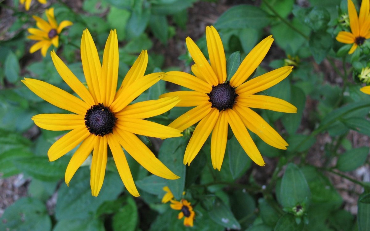 Рудбекия Rudbeckia Flamenco Yellow