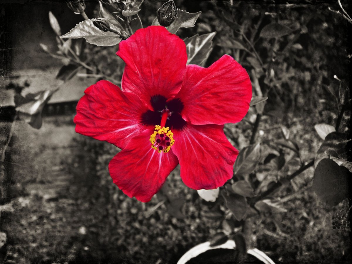 Гибискус Hibiscus Friedman