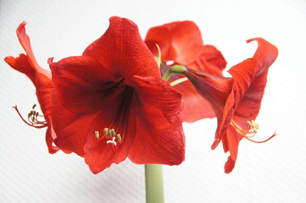 Red Hibiscus гиппеаструм l