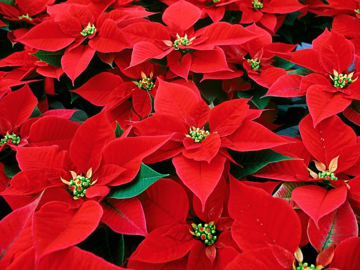 Пуансеттия Euphorbia pulcherrima
