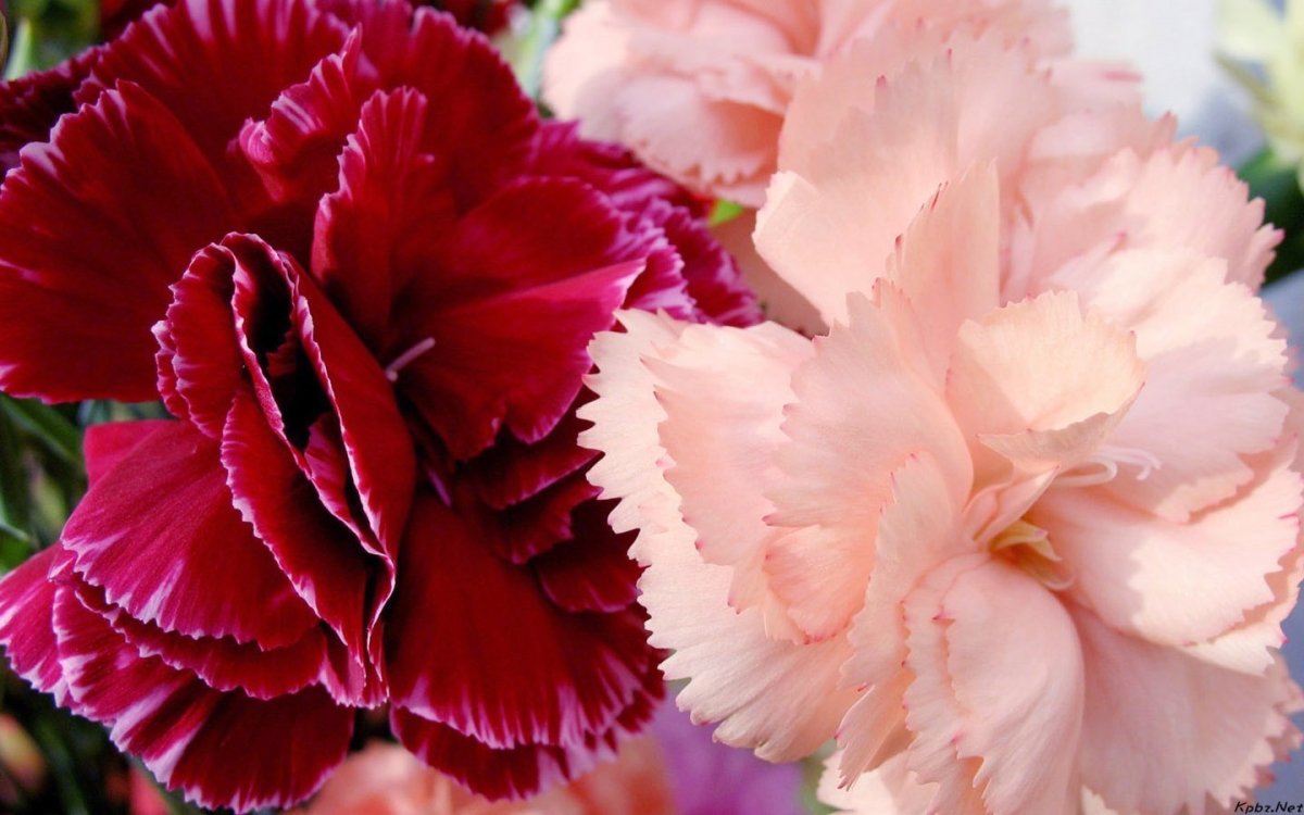 Гвоздика Carnation