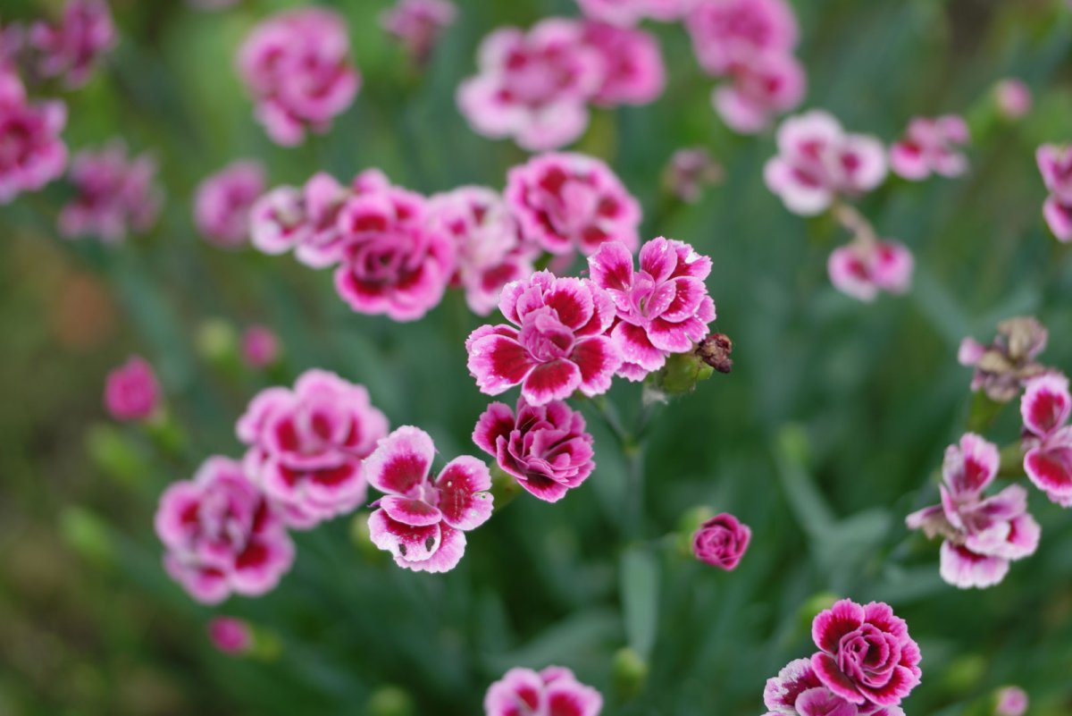 Гвоздика Садовая (Dianthus caryophyllus) "Floristan"