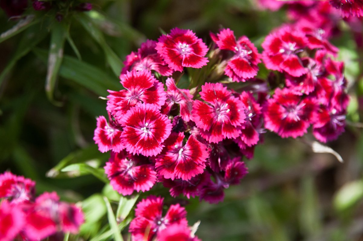 Гвоздика турецкая (Dianthus barbatus)