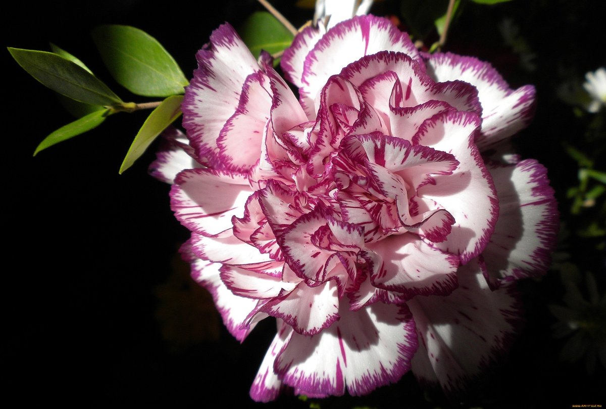 Гвоздика (Dianthus) шоугёрл