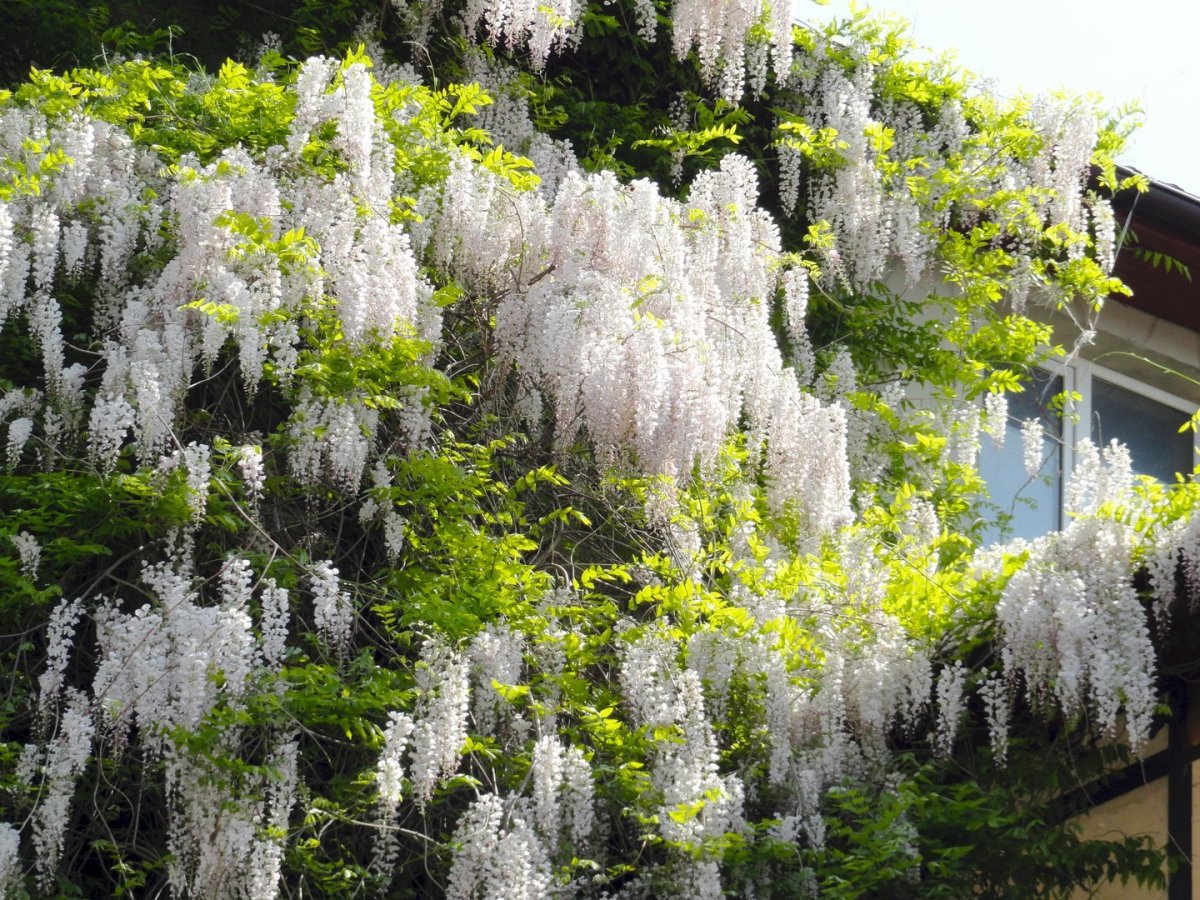 Дерево в абхазии с белыми цветами