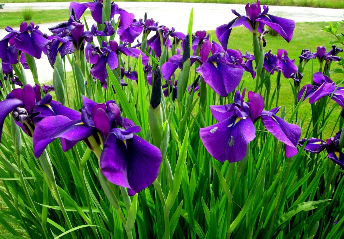 Касатик мечевидный (Iris ensata)