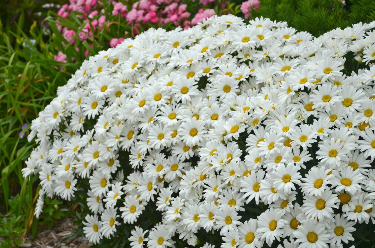 Нивяник Амелия