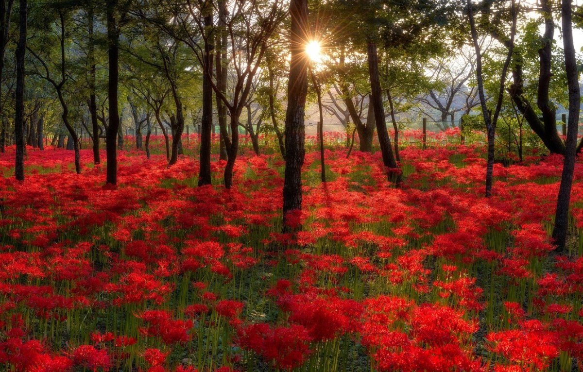 Красные цветы в лесу