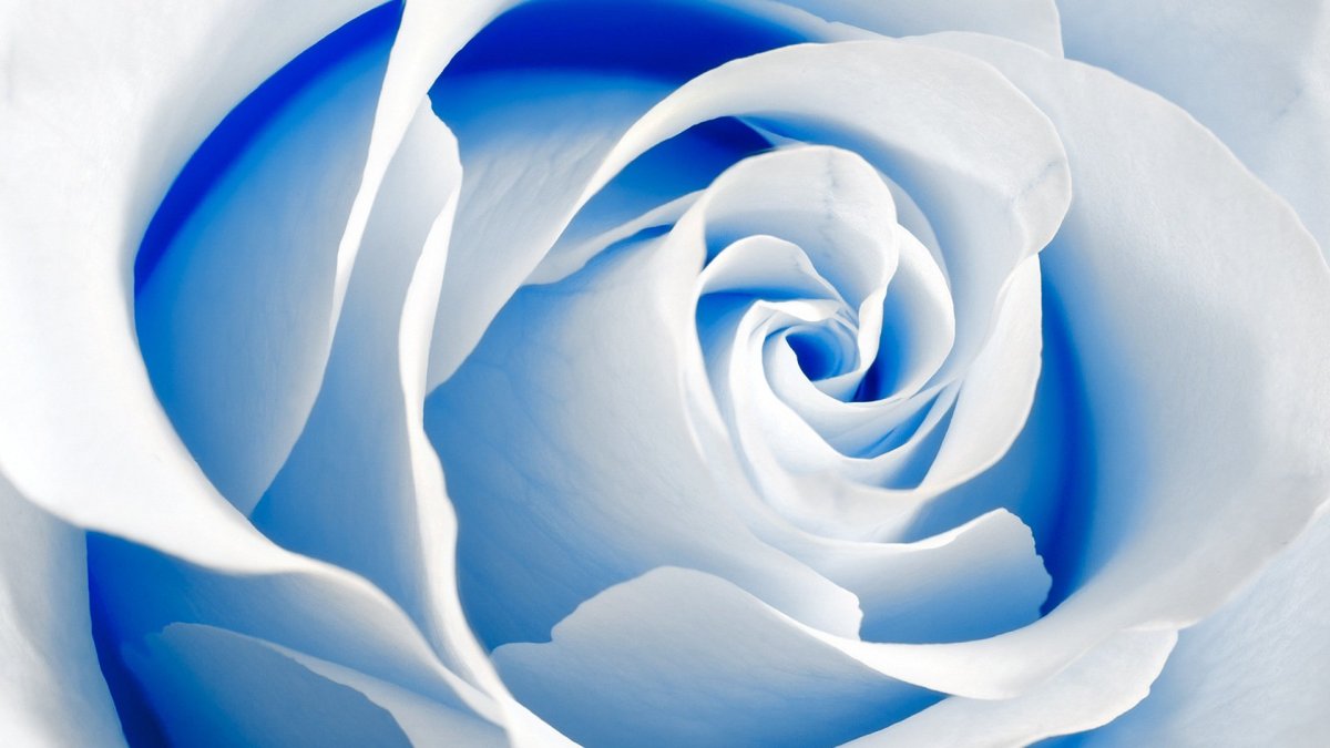 Бело синие цветы