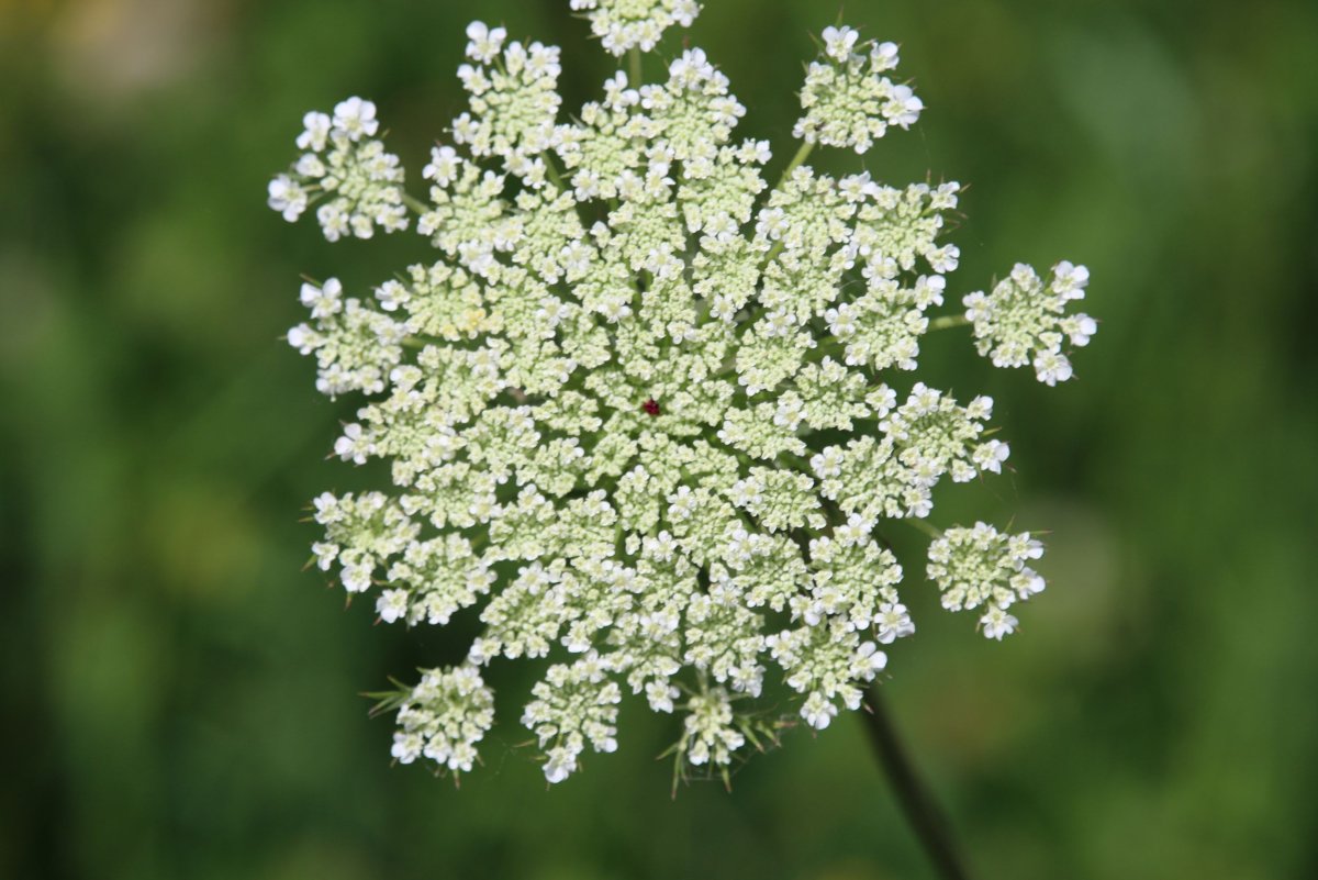 Queen Anne's Lace растение