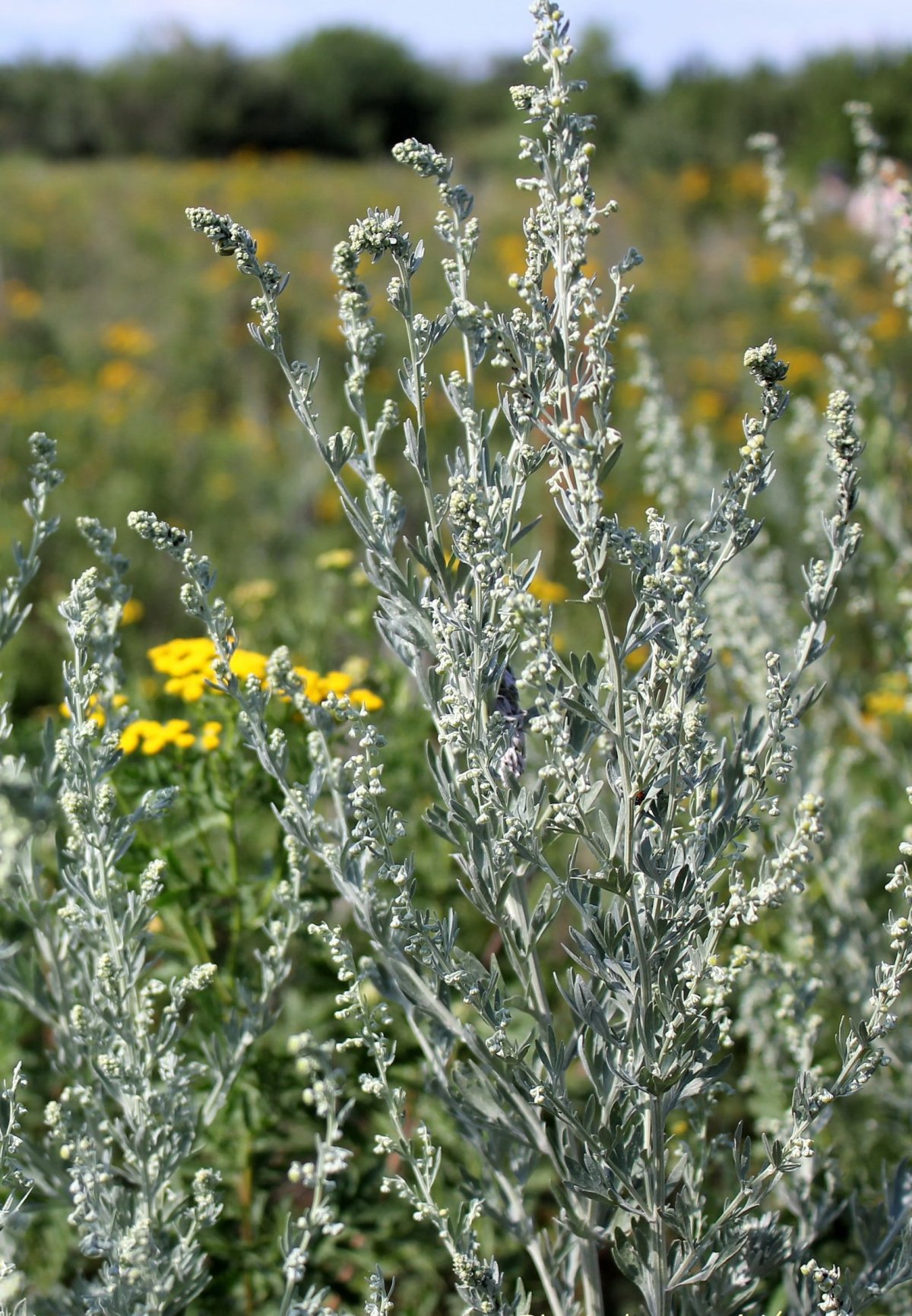 Полынь горькая (Artemisia absinthium)