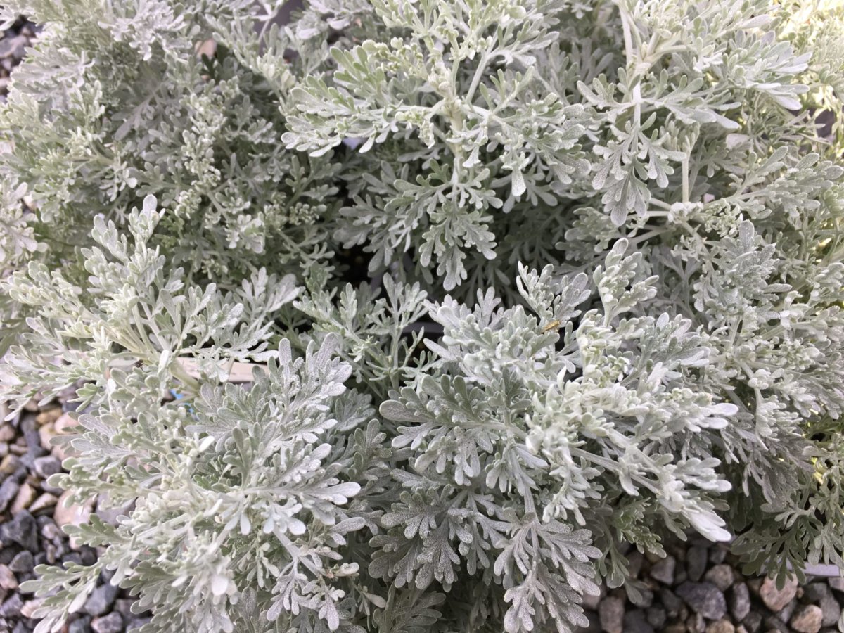 Artemisia 'Powis Castle'